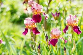 Plakat tall bearded iris flowers on lawn