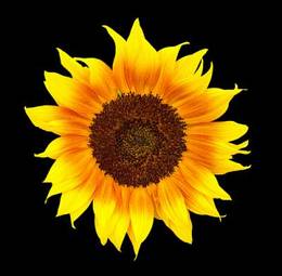 Plakat natura kwiat słonecznik piękny żółty