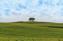 Naklejka pejzaż warzywo pole