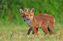 Naklejka łąka fauna pole zwierzę trawa