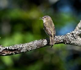 Fotoroleta oko twarz natura ptak