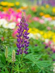 Obraz na płótnie kwiat lato kwietnik kolorowy ogrodnictwo