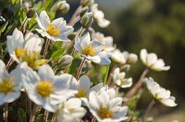 Fotoroleta ogród roślina kwiat natura