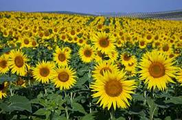 Plakat słonecznik natura słońce kwiat pole