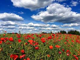 Obraz na płótnie natura roślina mak drapacz