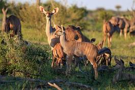 Naklejka safari natura afryka botswana krętorogie