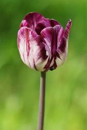 Naklejka roślina kwiat obraz tulipan natura
