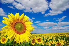 Plakat słońce słonecznik łąka rolnictwo roślina