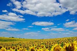 Plakat pole słońce rolnictwo kwiat