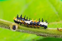 Fototapeta motyl fauna zwierzę dziki natura