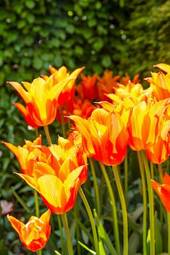 Obraz na płótnie garden flowers tulips