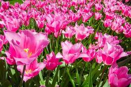 Obraz na płótnie pink tulips open under the sun. all tulips are open and leaned silightly to same direction. tulips are shining under the sun.