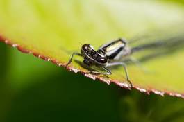 Naklejka oko ciało natura makro zielony