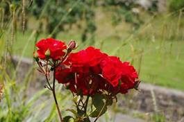 Plakat ogród roślina kwiat czerwony