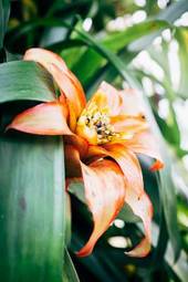 Naklejka tropikalny lato roślina egzotyczny kwiat