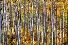 Naklejka jesień natura widok