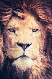 Plakat lew natura dziki król kot