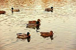 Fotoroleta natura jesień pejzaż park woda