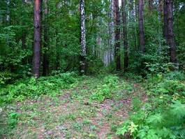 Naklejka park sosna witalność roślina drzewa