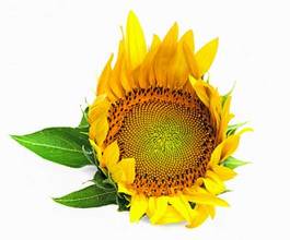 Plakat sunflower on a white background