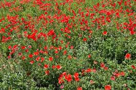 Obraz na płótnie champ de coquelicots. 