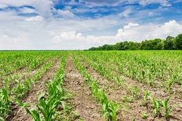 Fotoroleta plantings of young corn