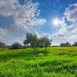 Naklejka drzewa lato natura panoramiczny