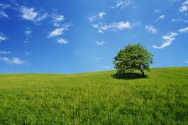 Fototapeta wiejski trawa pejzaż pole błękitne niebo