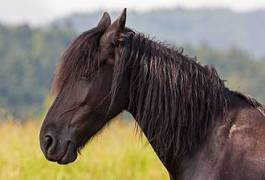 Obraz na płótnie ssak zwierzę koń