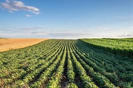 Fotoroleta soybean field