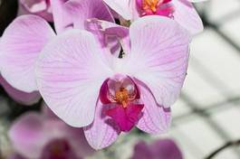 Plakat bukiet orhidea kwiat ogród storczyk