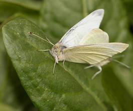 Plakat tajlandia natura obraz motyl azjatycki