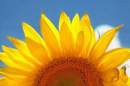 Plakat rosa kwiat słonecznik słońce