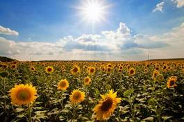 Plakat słonecznik natura rolnictwo kwiat lato