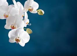 Plakat kwiat egzotyczny orhidea