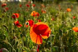 Obraz na płótnie late evening vivid red poppy field scene