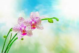 Plakat kwiat orchidei na kolorowym tle