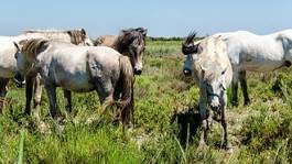 Naklejka koń natura krajobraz camargue