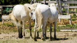 Plakat koń krajobraz natura camargue