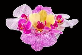 Plakat kwiat tropikalny piękny natura