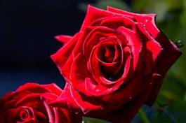 Plakat kwiat ogród różowy czerwony