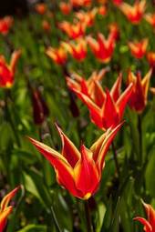 Naklejka tulipan pole wiejski