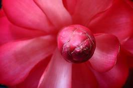 Fotoroleta alpinia flower petals