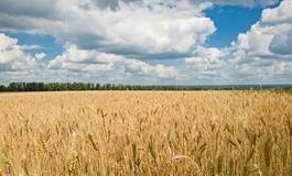 Fototapeta pszenica żniwa niebo natura