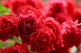 Plakat ogród miłość bukiet kwiat rose