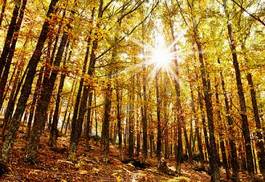 Plakat drzewa słońce las jesień sezon
