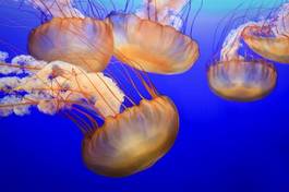 Naklejka meduza ryba zwierzę piękny