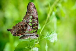 Naklejka drzewa motyl natura zielony