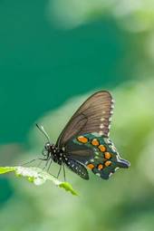 Naklejka motyl natura azja owad