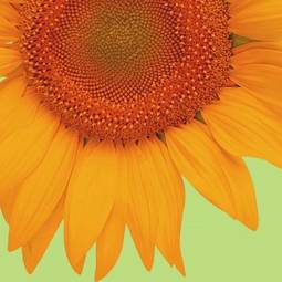 Plakat słonecznik kwiat na białym tle  